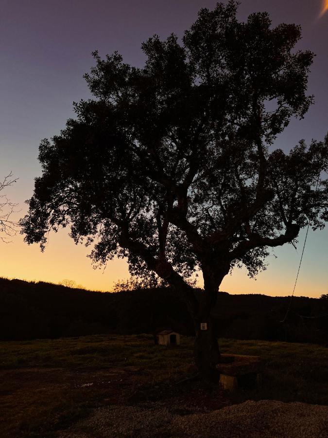 Quinta Da Utopia กัสเตโลเจวีด ภายนอก รูปภาพ